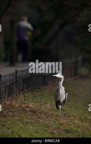 Grey Heron Ardea Cinerea Regents Park Central London winter Stockfoto