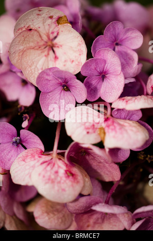 Nahaufnahme von einem verblassen Rosa Hortensie im September Stockfoto