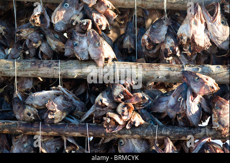 Köpfe der Dorsche hängen zum Trocknen, Meeresfrüchte für den Export, Lofoten Norwegen Stockfoto