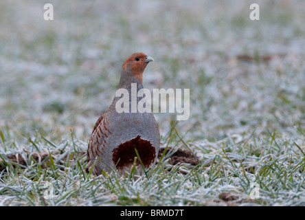 Graues Rebhuhn Perdix Perdix Norfolk winter Stockfoto