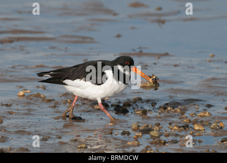 Austernfischer Haematopus Ostralegus ernähren sich von Muscheln Norfolk winter Stockfoto