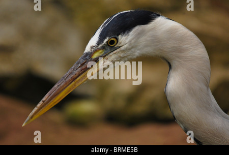Europäische Graureiher (Ardea Cinerea) bereit, Streik Stockfoto