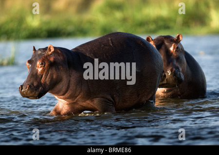 Zwei Nilpferde.  Der Fluss Zambezi. Sambia. Afrika. Stockfoto