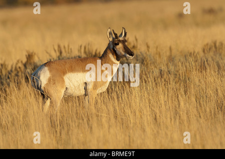 Stock Foto von einem Gabelbock Bock im goldenen Licht des Sonnenuntergangs. Stockfoto