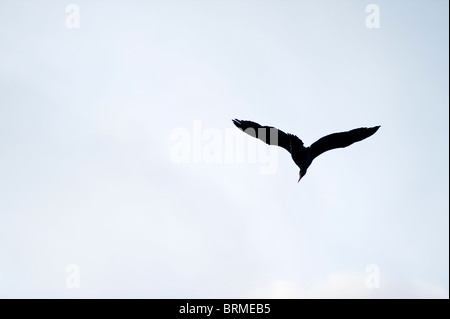 Kormoran (Phalacrocorax Carbo), bekannt als der schwarze Kormoran Stockfoto