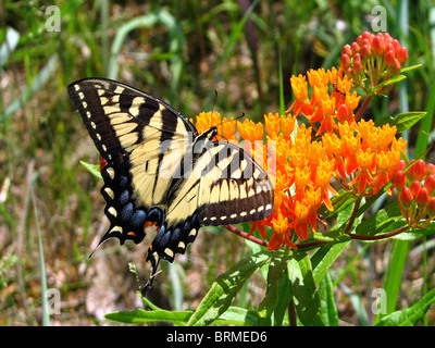 Die Eastern Tiger Schwalbenschwanz Schmetterling (Papilio Glaucas) Trinken Nektar in Ontario, Kanada Stockfoto