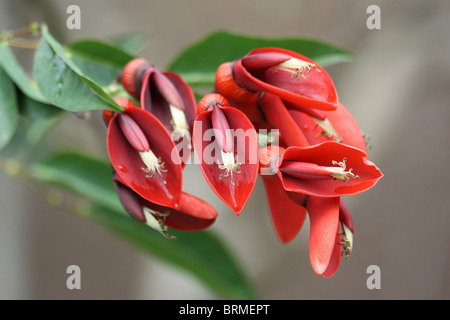 Erithrina Crista-Galli oder der Cockspur Coral Weinstock Stockfoto