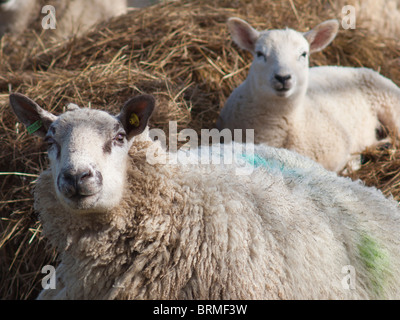 EWE und ihr Lamm Weiden auf Heulage Stockfoto