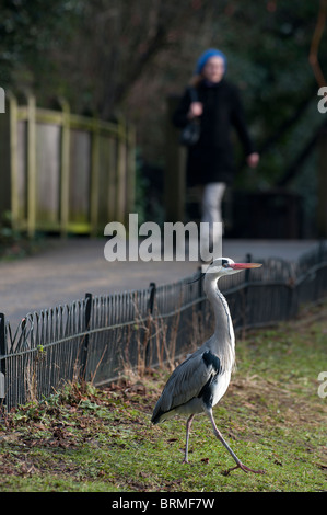 Grey Heron Ardea Cinerea Regents Park Central London winter Stockfoto
