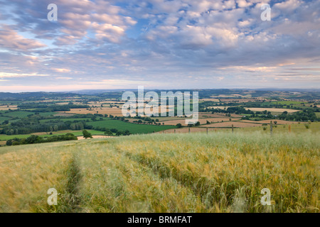 Ernte-Bereich mit Blick auf die endlose Hügellandschaft des mittleren Devon, England. Sommer (Juli) 2010. Stockfoto