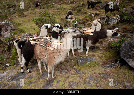 El Choro Trek: Lamas mit Brennholz Stockfoto