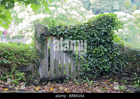 Baufällig und überwucherten Tor in Cornwall, Großbritannien. Stockfoto