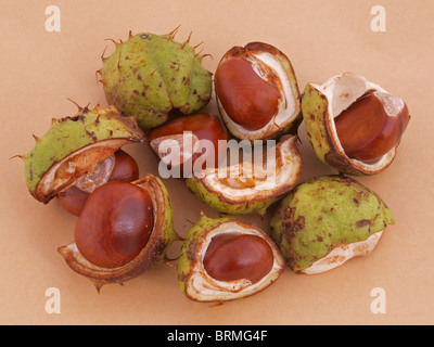 Ein Conker ist der Samen der Rosskastanie Baum. Stockfoto