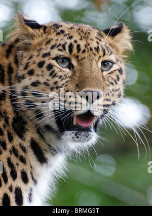 Weibliche Amur Leoparden Blick in Richtung Kamera Stockfoto