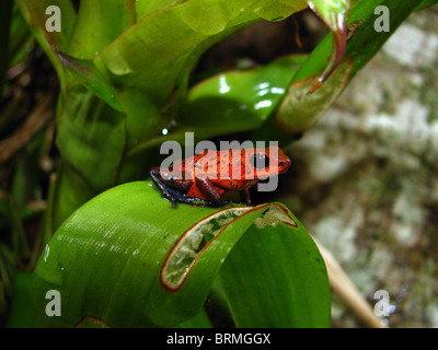 Strawberry Poison Dart Frog auf Blatt in Costa Rica sitzen Stockfoto