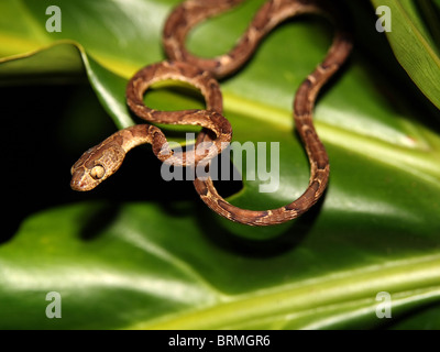 Unter der Leitung von Blunt Baumschlange isoliert im Laub in Costa Rica Stockfoto