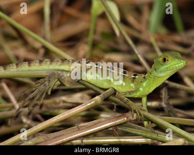 Juvenile grün Basilisken (Plumifrons Basiliskos), AKA Jesus Christ Lizard, in Tortuguero, Costa Rica Stockfoto