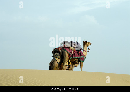 Kamel in der Wüste Stockfoto