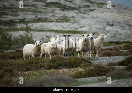 Hausschafe (Ovis Aries) Stockfoto