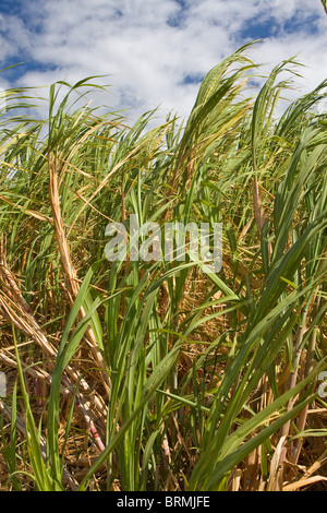 Großen Zuckerrohr-Plantage mit bewölktem Himmel Stockfoto