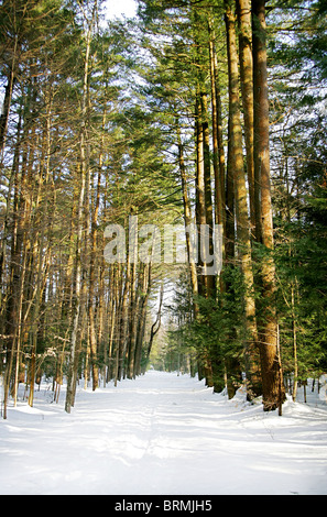 ein Pfad in den verschneiten Wäldern führt vom Winter zum Frühling Stockfoto