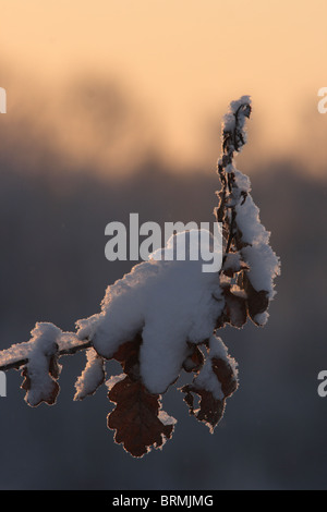 Eichenlaub mit Schnee bedeckt Stockfoto