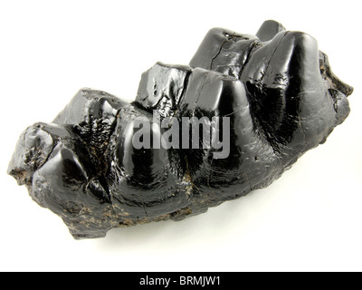 Mammut Americanum (Molaren aus der ausgestorbenen amerikanischen Mastodon) 10.000 Jahre alt gesammelt von St. Marks River, Florida Stockfoto