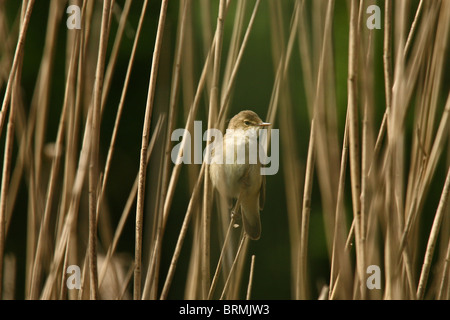 Reed Warbler (Acrocephalus Scirpaceus) - gelegen im Schilf Stockfoto