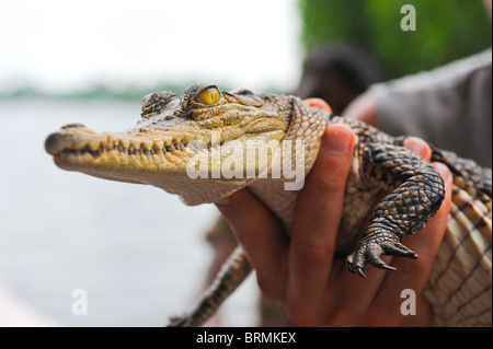 Krokodil in der hand Stockfoto