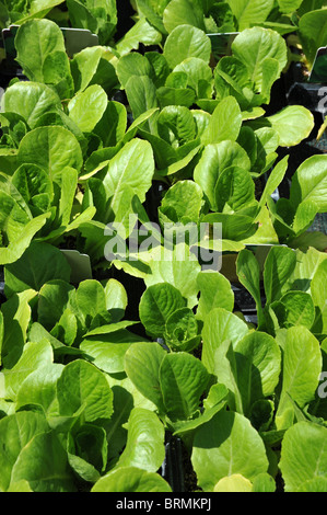 Junge grüne Salat Pflanzen zum Verkauf in der Mitte des Gartens. Stockfoto