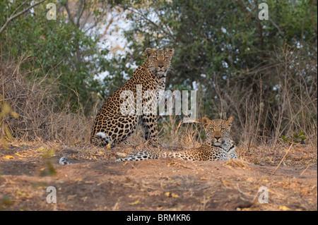 Leoparden sitzen und im Schatten liegend Stockfoto