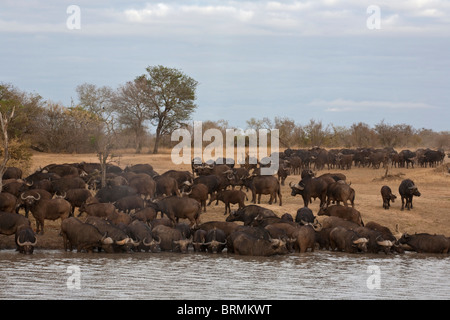 Eine große Herde von afrikanischer Büffel herab, um das Wasser zu trinken Stockfoto