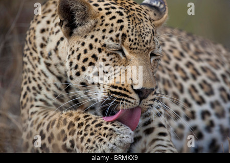 Frontale Portrait eines männlichen Leoparden seine Pfote lecken Stockfoto