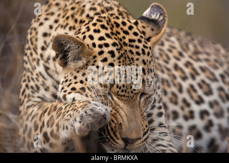 Porträt eines männlichen Leoparden Pflege selbst Stockfoto