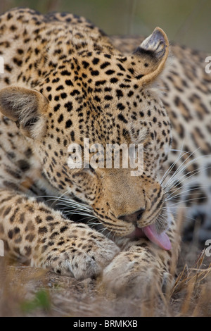 Frontale Portrait eines männlichen Leoparden seine Pfote lecken Stockfoto