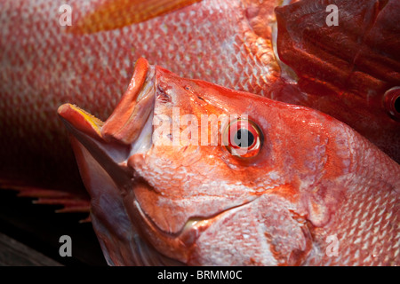 Nahaufnahme eines frisch gefangenen Fisches Stockfoto