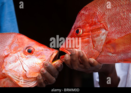 Nahaufnahme von zwei frisch gefangenen Fisch von den Fischern gehalten Stockfoto