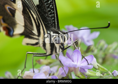 Nahaufnahme von Zitrusfrüchten Schwalbenschwanz Schmetterling (Papilio Demodocus) ernähren sich von Nektar auf eine lila Blume Stockfoto