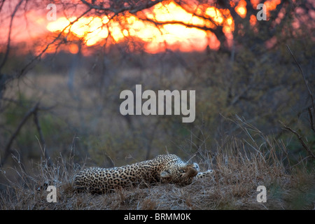 Reizvolle Aussicht auf einen Leoparden ruht auf einem Hügel bei Sonnenuntergang Stockfoto