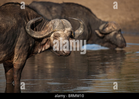 Büffel trinken an einer Wasserstelle Stockfoto