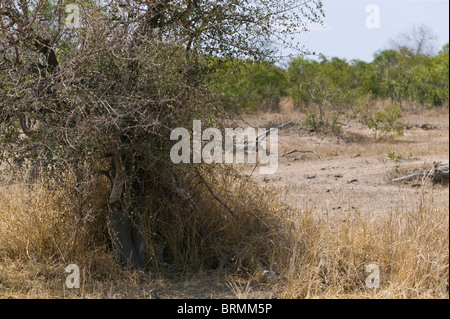 Einen gut versteckten Leoparden ruht in einer schattigen Mulde in einem Dickicht von langen Rasen und tiefhängenden Zweigen gebildet Stockfoto