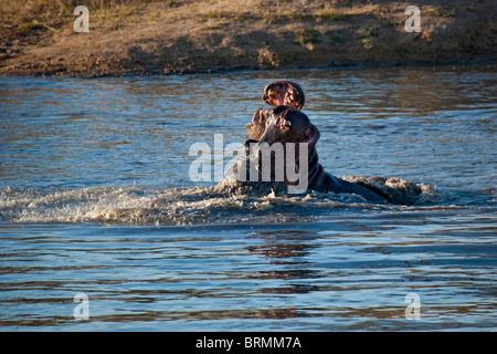 Flusspferde, die Kämpfe im territorialen Streitigkeiten in einem Wasserloch - eins mit eine Klappe der Haut hängen von der Schnauze Stockfoto