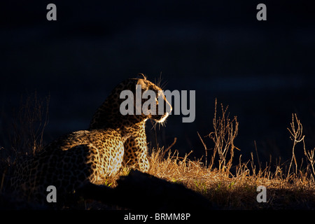 Eine Seite beleuchtet weibliche Leoparden in der Nacht Stockfoto