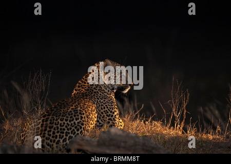 Eine Seite beleuchtet weibliche Leoparden in der Nacht Stockfoto