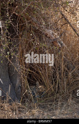 Einen gut versteckten Leoparden ruht in einer schattigen Mulde in einem Dickicht von langen Rasen und tiefhängenden Zweigen gebildet Stockfoto