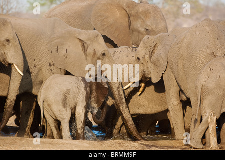 Baby-Elefant Spritzwasser hinter seine Ohren, während eine Zucht Herde Elefanten an einem Wasserloch Getränken abkühlen Stockfoto