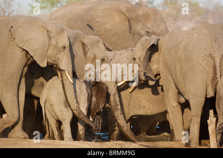 Baby-Elefant Spritzwasser hinter seine Ohren, während eine Zucht Herde Elefanten an einem Wasserloch Getränken abkühlen Stockfoto