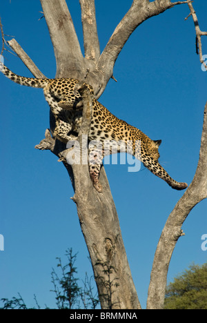 Blick von unten auf einem Leoparden erstreckt sich von einem Ast zum anderen Stockfoto