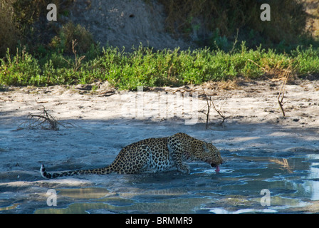 Seitenansicht eines Leoparden auf seine Hanken Trinkwasser aus Rainfilled Pfütze Stockfoto