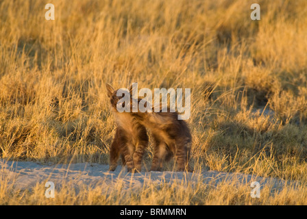 Braune Hyäne Jungen spielen kämpfen Stockfoto